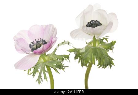 Anemone coronaria isolé sur fond blanc Banque D'Images