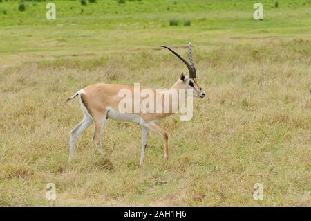 La gazelle de Grant gros plan (nom scientifique : Gazella granti robertsi, ou "wala granti' en Swaheli) dans le parc national du Ngorongoro, en Tanzanie Banque D'Images