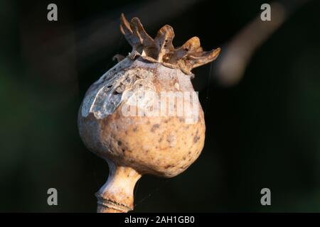 Un gros plan d'une tête de graines de pavot à opium (Papaver somniferum) qui a séché et commence à se désintégrer Banque D'Images