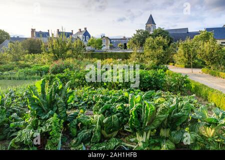 France, Sarthe, vallée du Loir, Le Lude, Château du Lude, jardins, potager avec blettes à l'avant-plan // France, Sarthe (72), vallée du Loir, Banque D'Images