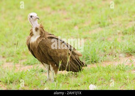 Un gros plan d'un vautour à capuchon (Necrosyrtes monachus) sur le terrain Banque D'Images