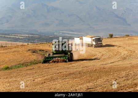 Caledon, Western Cape, Afrique du Sud. Moissonneuse-batteuse, travailler avec un camion de grain dans le wheatlands région proche de Caledon, Western Cape. Banque D'Images