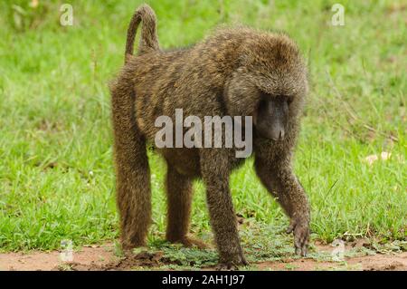 Libre de babouins Olive (nom scientifique : papio anubis, ou Nyani dans Swaheli) dans le parc national du Serengeti, Tanzanie Banque D'Images