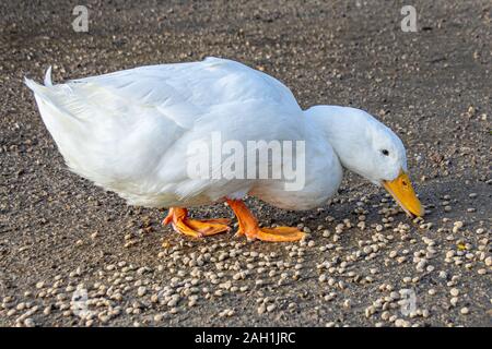 Les canards de Pékin américain blanc (également connu sous le nom de long island ou les canards d'Aylesbury) boulettes de nourriture oiseau Banque D'Images