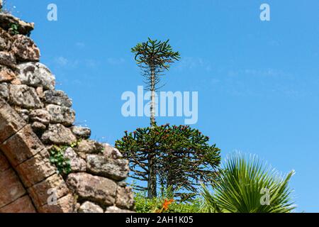 Jardins de l'abbaye de Tresco, Isles of Scilly Banque D'Images