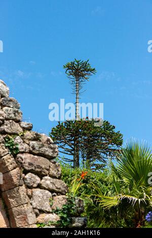 Jardins de l'abbaye de Tresco, Isles of Scilly Banque D'Images