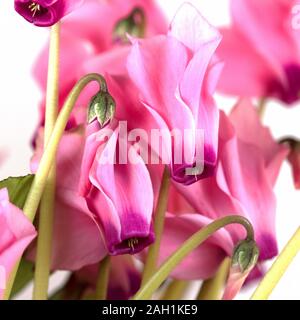 Le cyclamen en fleur sur un fond blanc. Banque D'Images