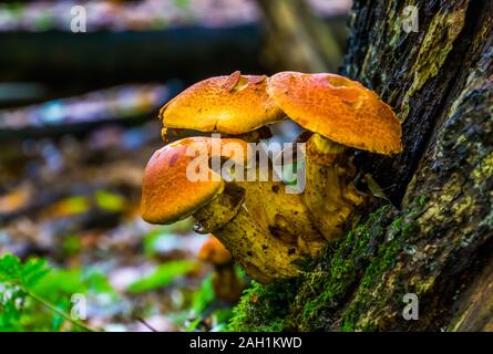 Gros plan macro de mélèze champignons bolets poussant sur un tronc d'arbre, de l'Europe comestibles espèce de truffe Banque D'Images