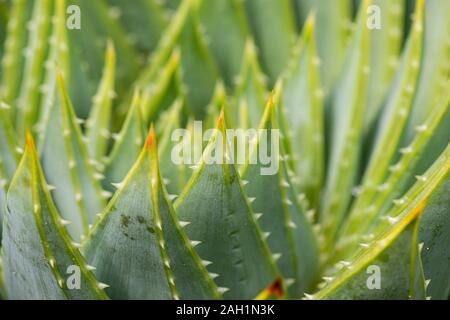 Les feuilles charnues, dentelée d'un bon nombre de feuilles de l'aloès (Aloe polyphylla) Banque D'Images