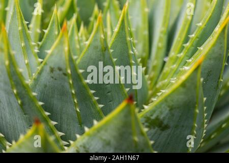 Les feuilles charnues, dentelée d'un bon nombre de feuilles de l'aloès (Aloe polyphylla) Banque D'Images