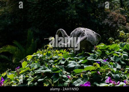 La statue de tête d'éléphant sur le dessus de la fleur bleue de l'aube (Ipomoea indica) couvert d'été à Tresco Abbey Gardens Banque D'Images