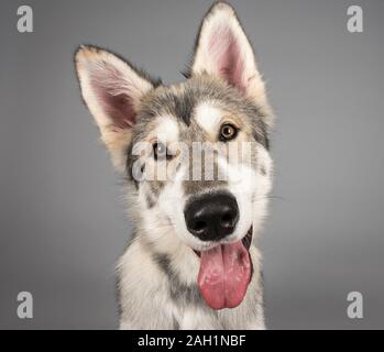 Chiot Inuit du Nord, homme, Royaume-Uni. Banque D'Images