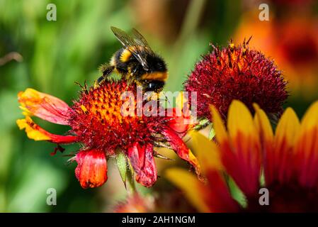 Une abeille bouée (Bombus) sur une fleur de couverture (Gaillardia) Banque D'Images