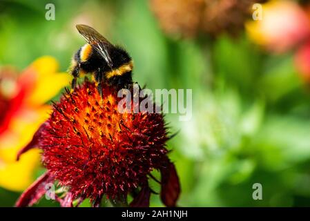 Une abeille bouée (Bombus) sur une fleur de couverture (Gaillardia) Banque D'Images