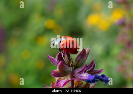 Photo d'une coccinelle en fleurs sauvages. Fond naturel. Banque D'Images