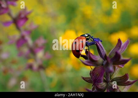 Photo d'une coccinelle en fleurs sauvages. Fond naturel. Banque D'Images