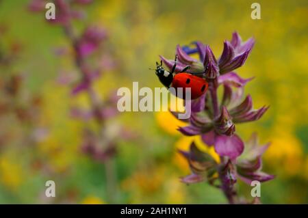 Photo d'une coccinelle en fleurs sauvages. Fond naturel. Banque D'Images