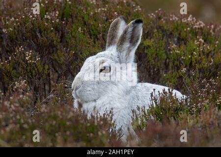 Close up of mountain hare hare / Alpine / neige lièvre (Lepus timidus) en pelage d'hiver blanc se reposant dans les landes landes / au printemps Banque D'Images