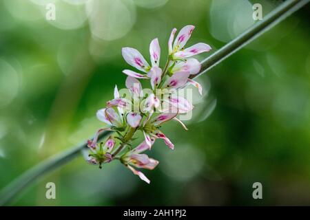 Gros plan des fleurs de fleur de mariage (Francoa sonchifolia) Banque D'Images