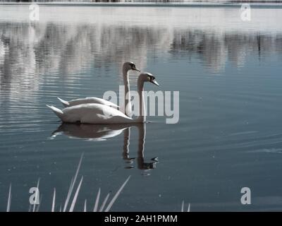 Rare photographie à infrarouge, paysage avec des cygnes blancs, beaux reflets de l'arbre dans l'eau Banque D'Images