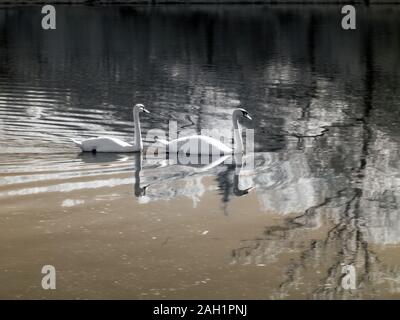 Rare photographie à infrarouge, paysage avec des cygnes blancs, beaux reflets de l'arbre dans l'eau Banque D'Images