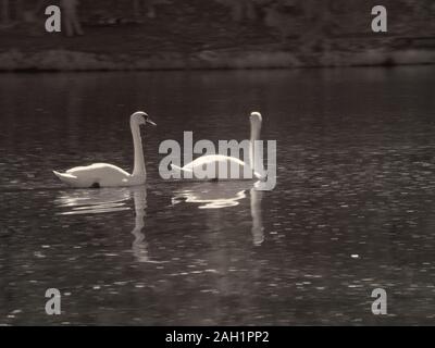 Rare photographie à infrarouge, paysage avec des cygnes blancs, beaux reflets de l'arbre dans l'eau Banque D'Images