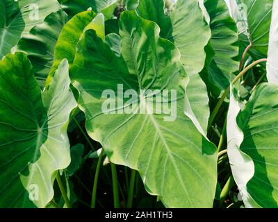 Close-up de Taro ou oreille d'éléphant. Fond vert feuilles énorme Banque D'Images