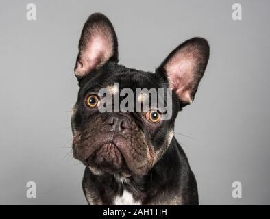 Bulldog, chiot, Royaume-Uni. Banque D'Images