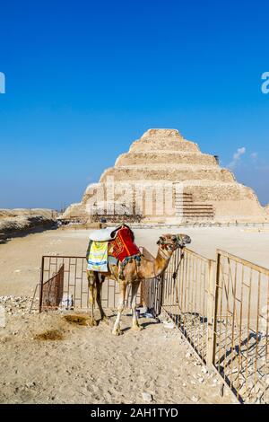 Chameau debout à la célèbre pyramide à degrés de Djoser à Saqqarah, un ancien cimetière, nécropole de l'ancienne capitale égyptienne, Memphis, Egypte Banque D'Images