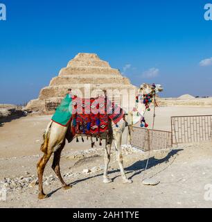 Avec un chameau de selle Rouge debout à la célèbre pyramide à degrés de Djoser à Saqqarah, nécropole de l'ancienne capitale égyptienne, Memphis, Egypte Banque D'Images