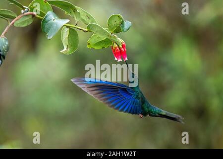 Great Sapphirewing Pterophanes cyanopterus Réserve Yanacocha, Equateur 9 décembre 2019 Hommes adultes Trochilidae Banque D'Images