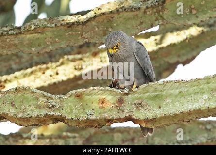 Kestrel gris perché sur cactus dans le Parc national Queen Elizabeth, en Ouganda Banque D'Images