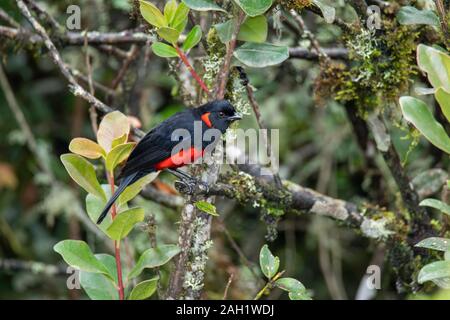 Scarlet-bellied Mountain-Tanager Réserve Yanacocha lunulatus Calliste, Equateur 9 décembre 2019 2013.12 Adultes Banque D'Images