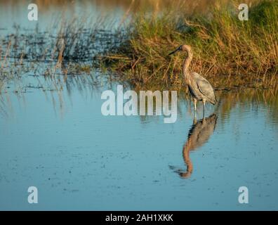 Aigrette rouge sel pêche marsh flats à Merritt Island National Wildlife Refuge, Floride USA Banque D'Images