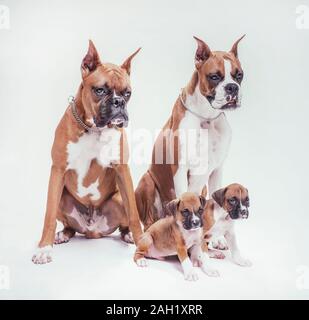 Chien Boxer mâle et femelle chiots avec paire sur fond studio blanc Banque D'Images