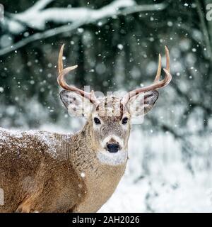 Le cerf de Virginie Odocoileus virginianus, Buck, dans la neige en hiver, le parc provincial Birds Hill, au Manitoba, Canada. Banque D'Images