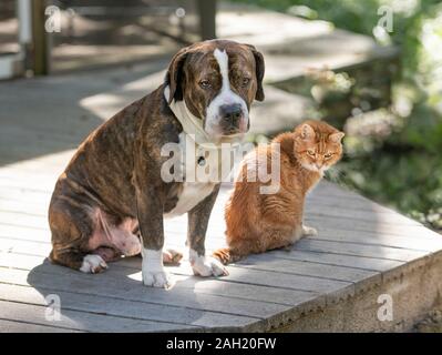 Chien de taureau américain et ami de chat tabby Banque D'Images