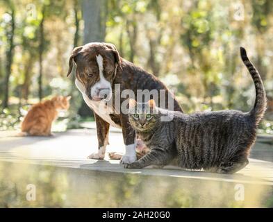 Chien de taureau américain et ami de chat tabby Banque D'Images