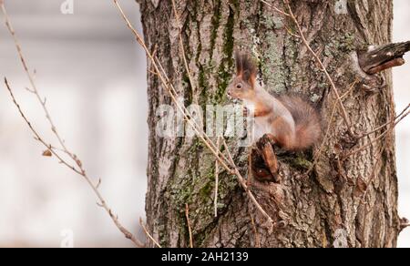 Écureuil d'automne se repose sur une branche de bouleau. Animal sauvage. Forêt d'automne Banque D'Images