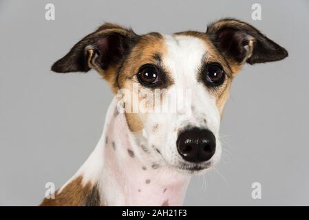 Portrait d'un chien animal de compagnie (chien de nuit) au Royaume-Uni. Banque D'Images