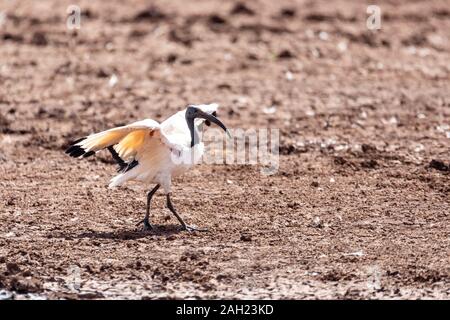 L'ibis sacré sur le sol. Threskiornis aethiopicus. Oiseau commun dans tout le continent africain. Bahir Dar, l'Ethiopie safari wildlife Banque D'Images