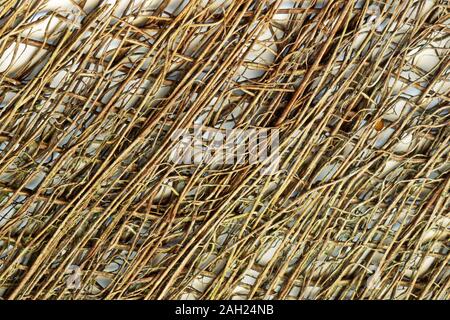 Détail de la fibre d'un palmier moulin chinois crée un fond texturé naturelles Banque D'Images