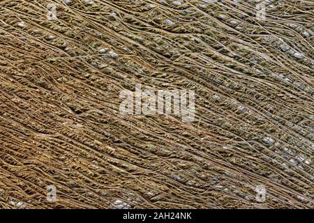 Détail de la fibre d'un palmier moulin chinois crée un fond texturé naturelles Banque D'Images