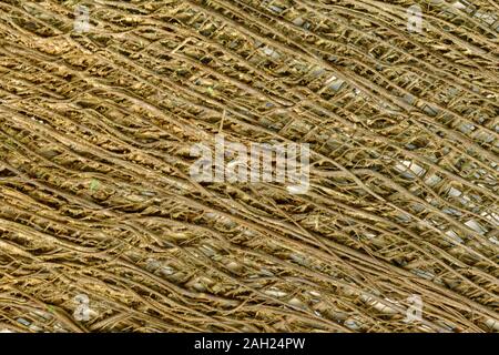 Détail de la fibre d'un palmier moulin chinois crée un fond texturé naturelles Banque D'Images