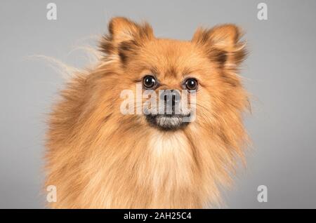 Pomeranian, homme, 2 ans, Royaume-Uni. Banque D'Images