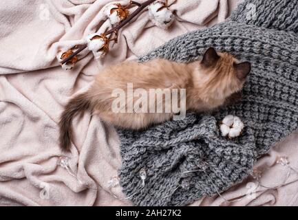 Peu drôle chaton sur plaid tricoté Banque D'Images