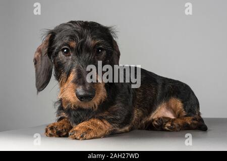 Le chiot de dachshund à poil mâle miniature se détend, photographié au Royaume-Uni. Banque D'Images