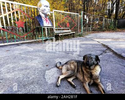 Pripyat, Ukraine - 21 octobre 2019: Un chien errant devant un Lénine près de Pripyat, Ukraine, site du déastre nucléaire de Tchernobyl de 1986. Banque D'Images