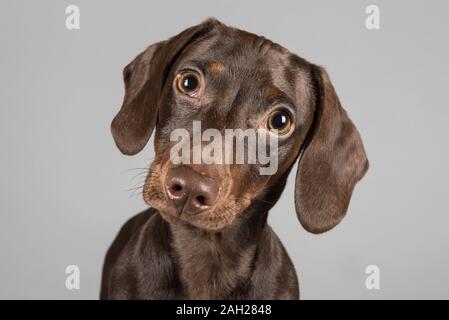 17 semaines, Chocolate miniature Dachshund Puppy, Homme, Royaume-Uni. Banque D'Images