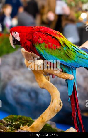 Portrait d'un magnifique perroquet ara rouge Ara coloré de près. Banque D'Images
